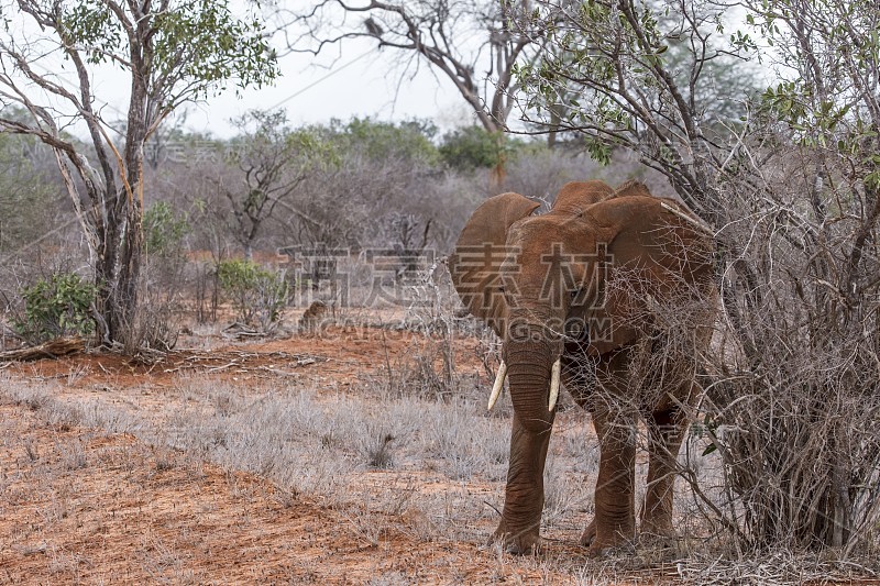 非洲大象- Tsavo East，肯尼亚