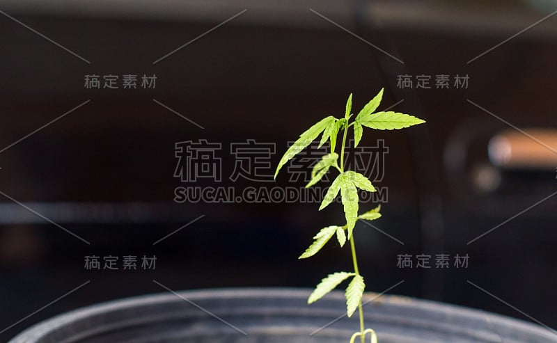 大麻树苗在花盆中生长。有拷贝空间的大麻幼树。