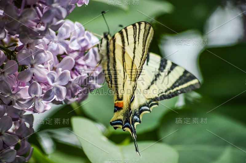 淡紫色上稀有的燕尾蝶(Iphiclides podalirius)