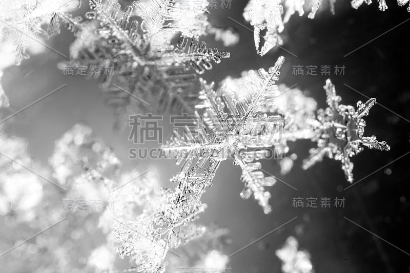 白色雪花在黑色的背景上