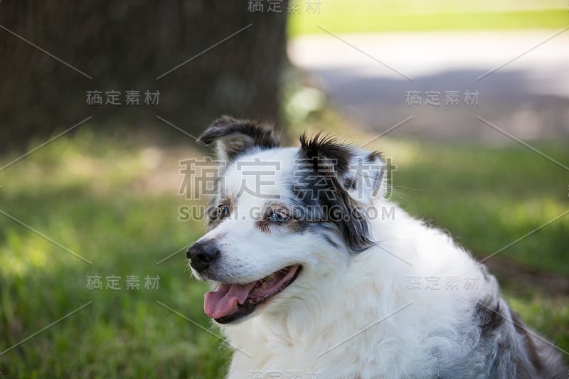 澳大利亚牧羊犬