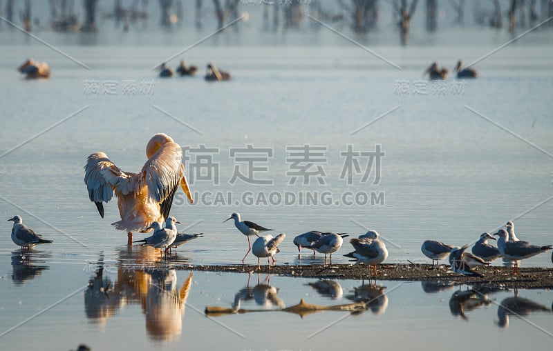 科尼亚泛滥的纳库鲁湖中的鸟儿在沉思