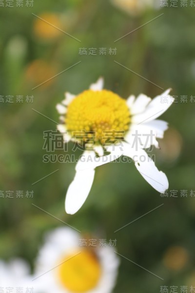仲夏的动植物