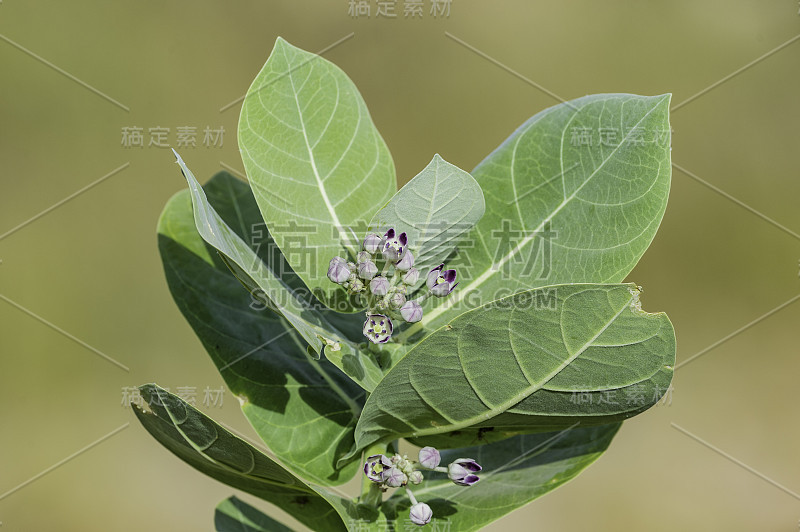 罗布麻是罗布麻科的一种开花植物。坦桑尼亚的Tarangire国家公园