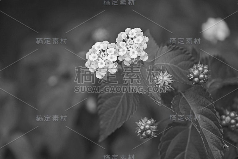 卡马拉Lantana