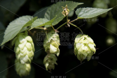 德国巴伐利亚的啤酒花种植