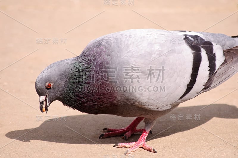 灰鸽子站在沙地上