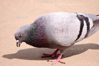 灰鸽子站在沙地上