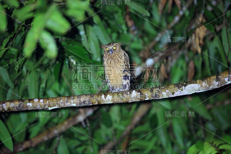 马来西亚的Buffy Fish Owl (Ketupa ketupu)