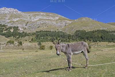 山上草地上的驴子