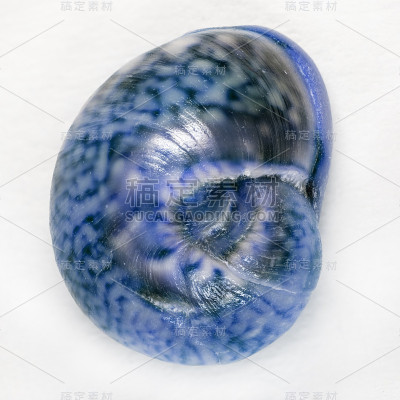 海贝壳