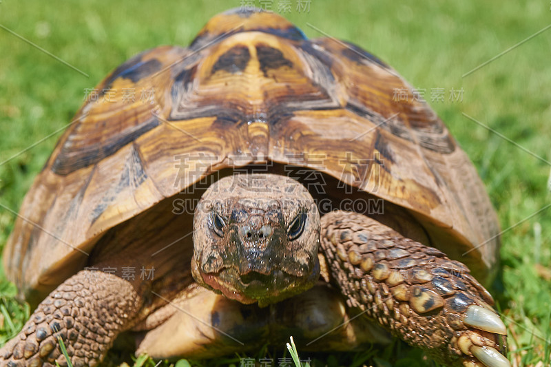 小草里的乌龟;海龟(Testudo hermanni)