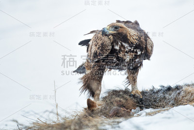 金鹰行动摄影
