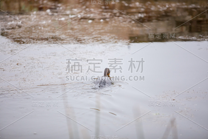 旧金山苏特罗浴场的水鸟