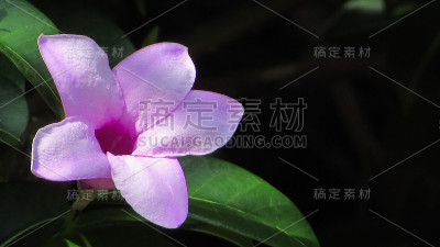 开粉红色花的乳藤