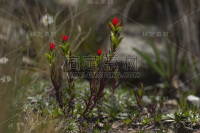 秘鲁的花