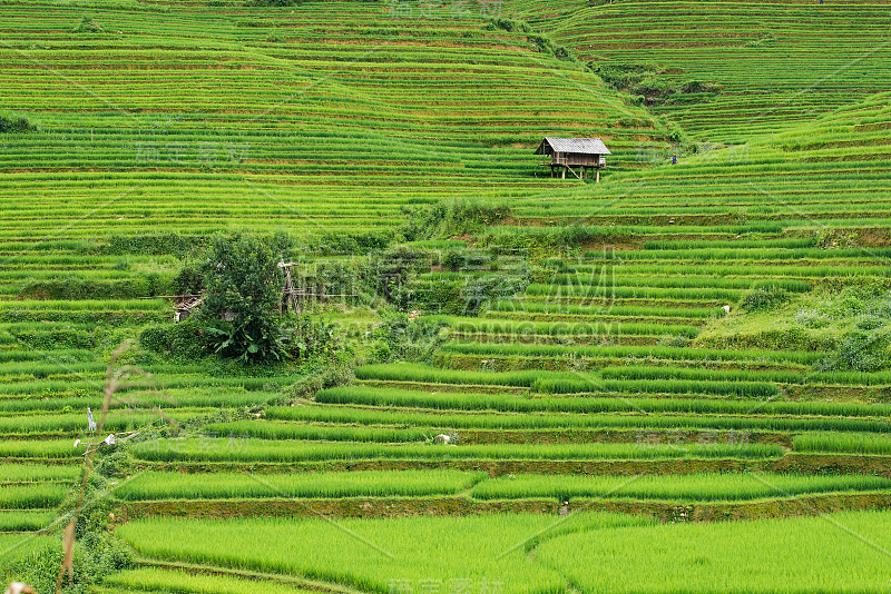 美丽的风景，绿色梯田在木仓柴