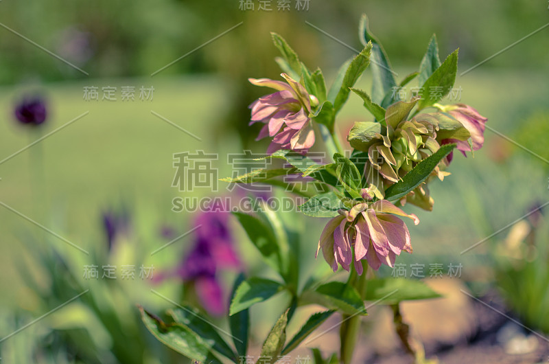 红色嚏根草的春天花在花园周围的绿色草地和植物和树木的背景