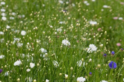 色彩鲜艳的紫菀花与柔和的绿色背景