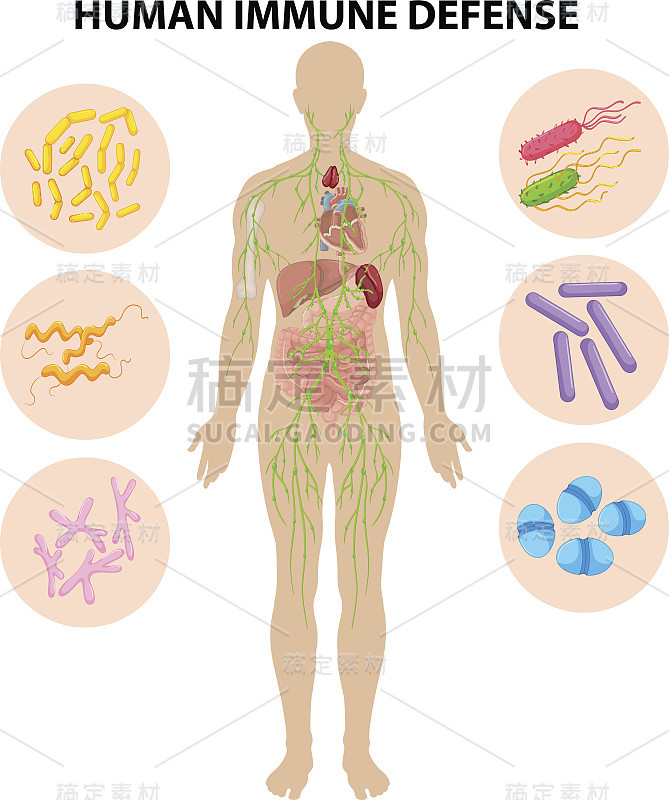 人体免疫防御图