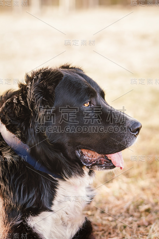 狗阿拉拜中亚牧羊犬特写肖像