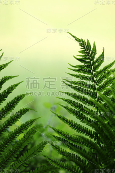 法恩