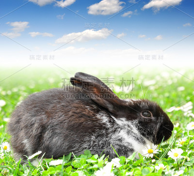 兔子