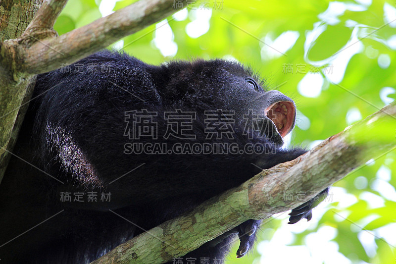 黑吼猴近距离嚎叫