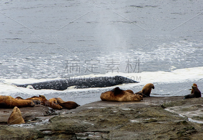 在环太平洋国家公园的海岸岩石上，海狮和一只吹气鲸在一起