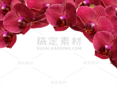 红色的花