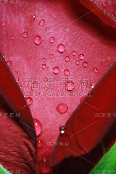 红玫瑰上的露珠