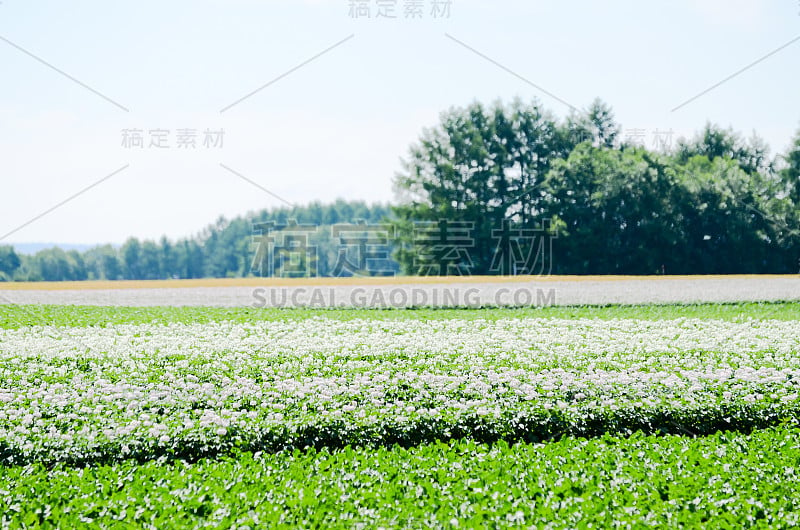 北海道东部秋田