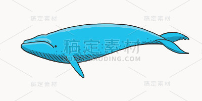 蓝鲸的卡通