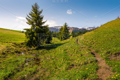 在森林地区沿着草坡的小路
