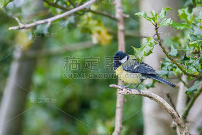 大山雀栖息在树枝上
