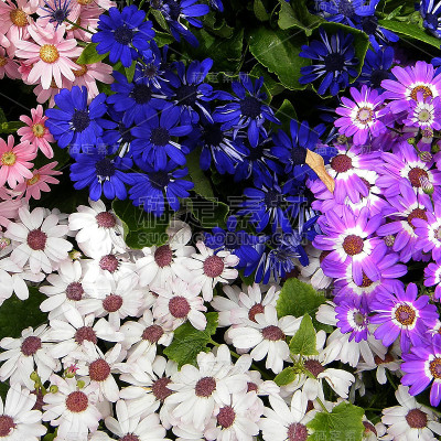 2010年华盛顿雏菊花