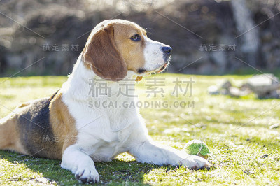 小猎犬躺在草地上