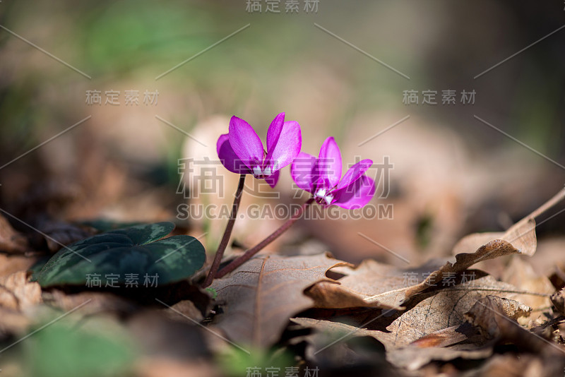 这是春天森林里粉红色仙客来盛开的特写。报春花。仙客来(常青藤仙客来)