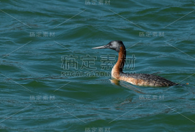 华拉鸭(鸬鹚)