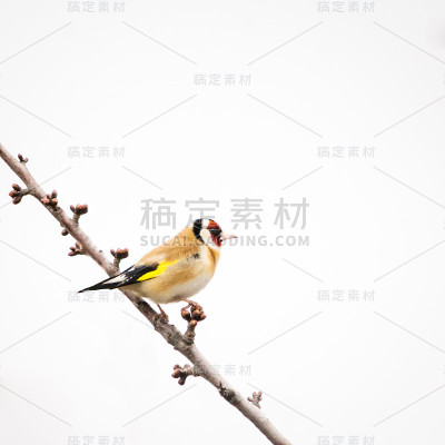 野生动物树上的一根树枝上的金翅雀