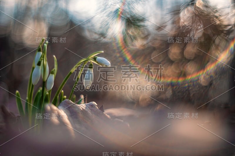 埃尔维斯的雪枕Galanthus elwesii)