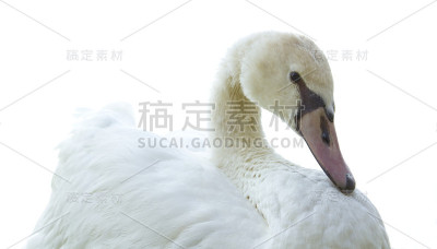白天鹅