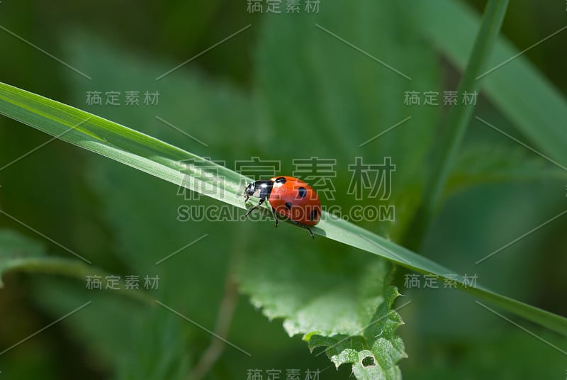 瓢虫对茎特写