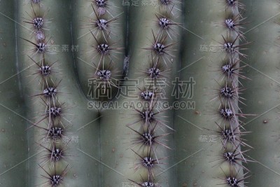 仙人掌的细节
