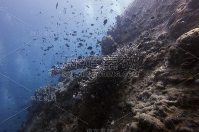 自然在水下生活
