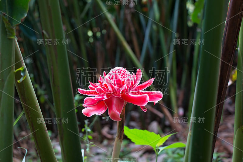 花园里的一种花