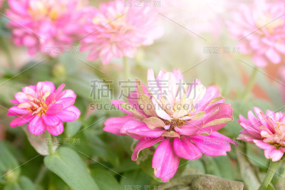美丽的粉红色百日菊与阳光在花园里。