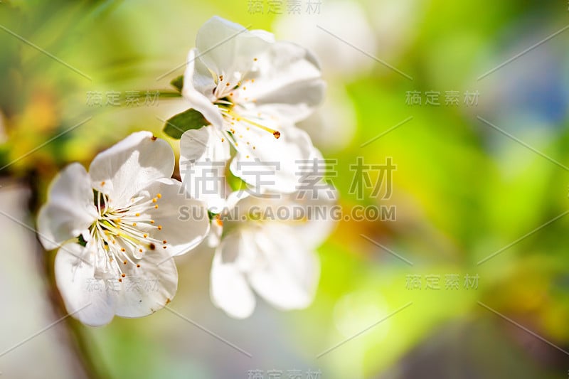 桃树在春天绽放粉红色的花朵。春天盛开，抽象的背景。横幅。有选择性的重点。