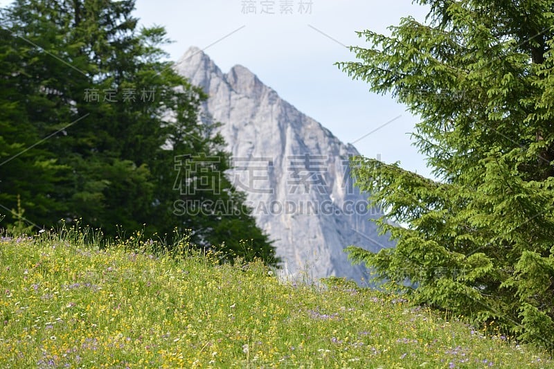 盛开着鲜花的巴伐利亚阿尔卑斯山