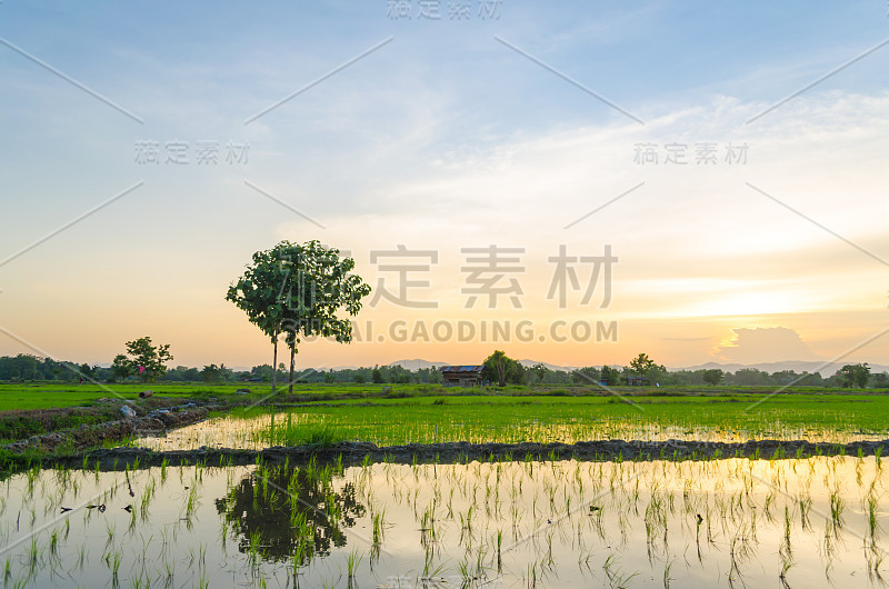 亚洲的稻田